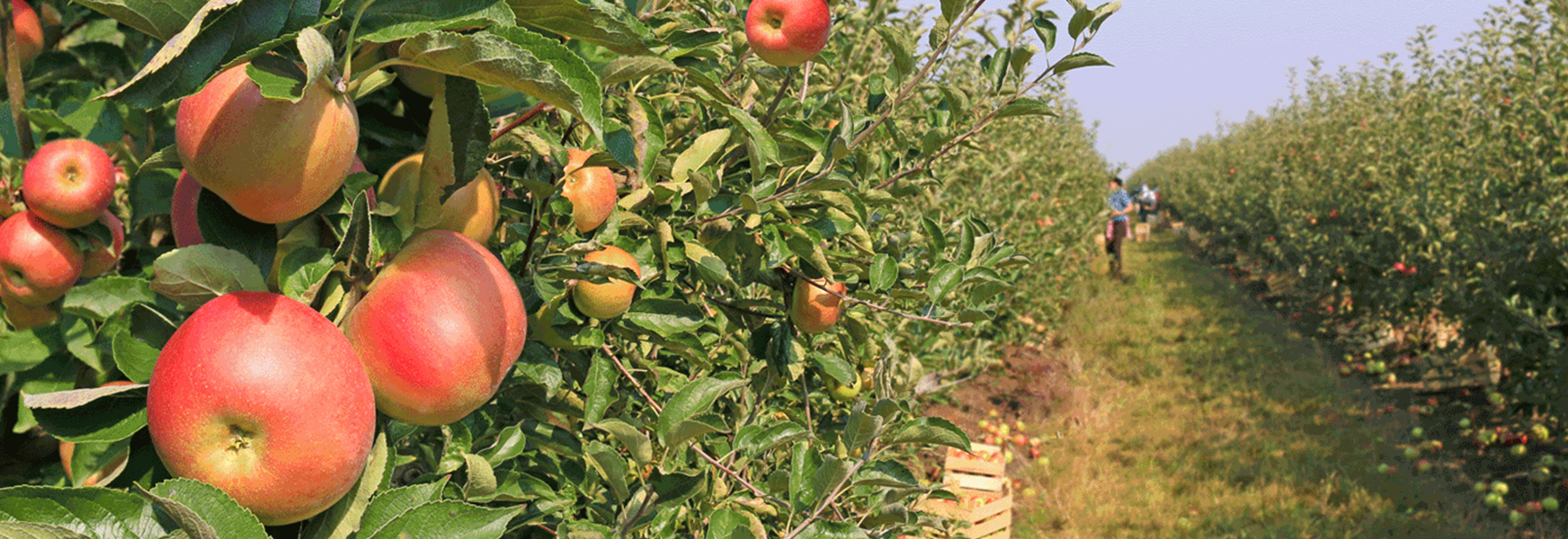 Seasonal workers picking fruit